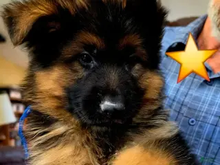 German Shepherd dogs German Shepherd 1 - Ad 22