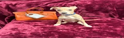 Italian Greyhound dogs for sale: Italian Greyhound Puppy 1 - Ad 3