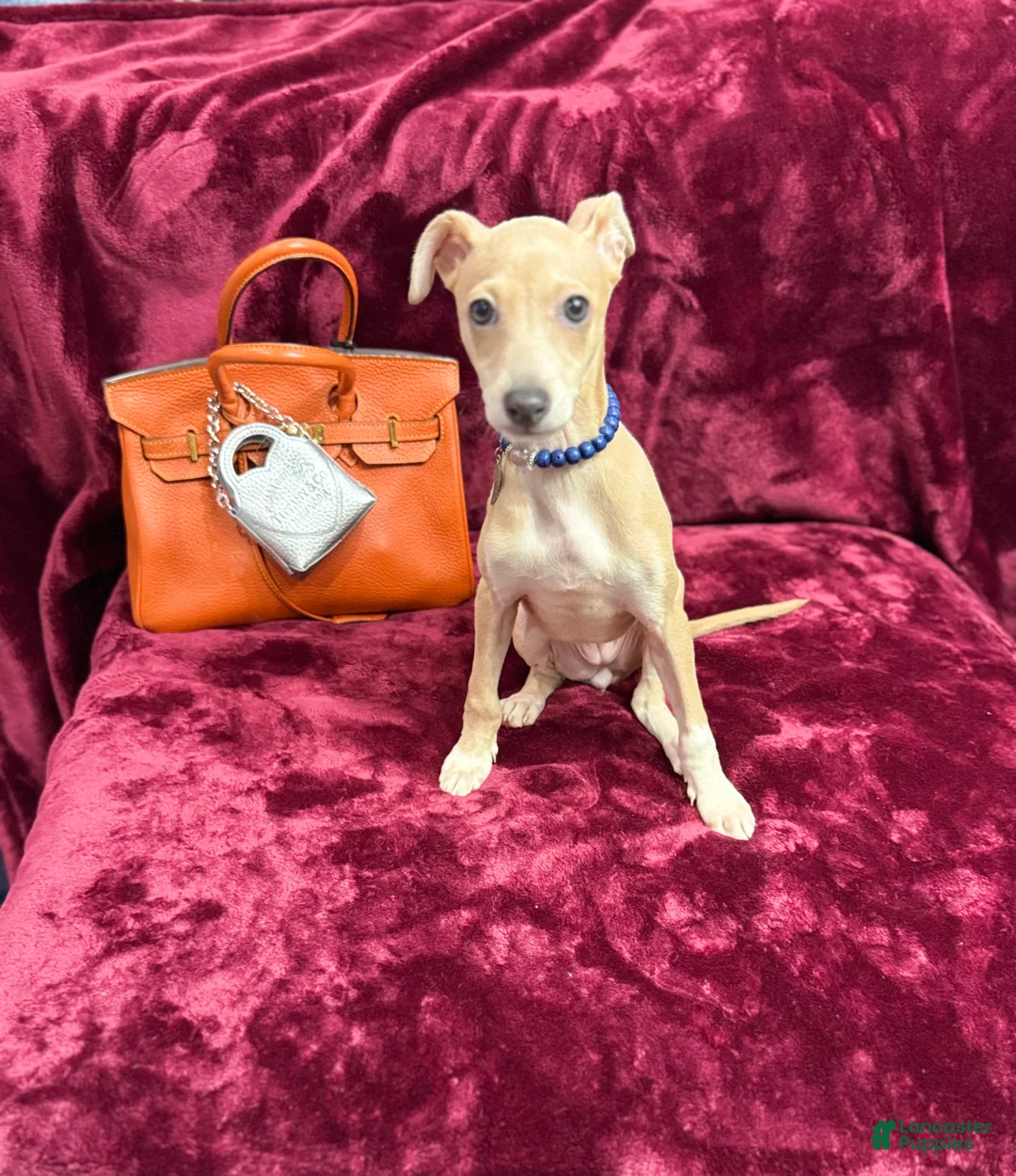 Italian Greyhound dogs for sale: Italian Greyhound Puppy 1 - Ad 3