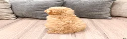 Miniature Poodle dogs for sale: Scarlett - Ad 5