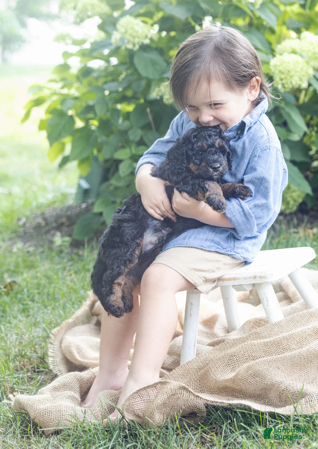 Mini Bernedoodle dogs for sale: Charlie - Ad 2