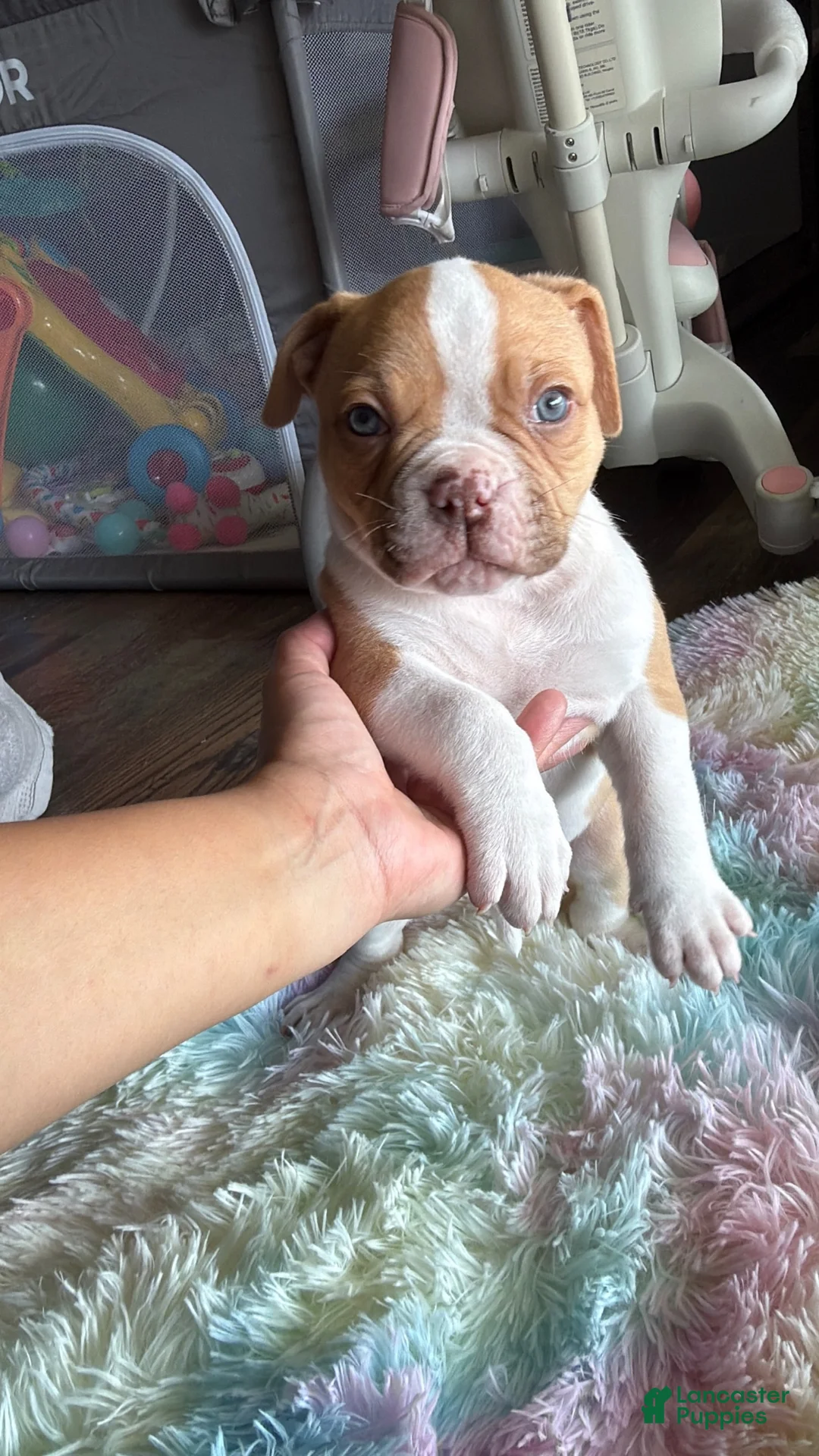 American Bulldog dogs for sale: American Bulldog Puppy 8 - Ad 1