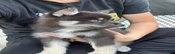Pomsky dogs for sale: Fang Mini Pomsky - Ad 5