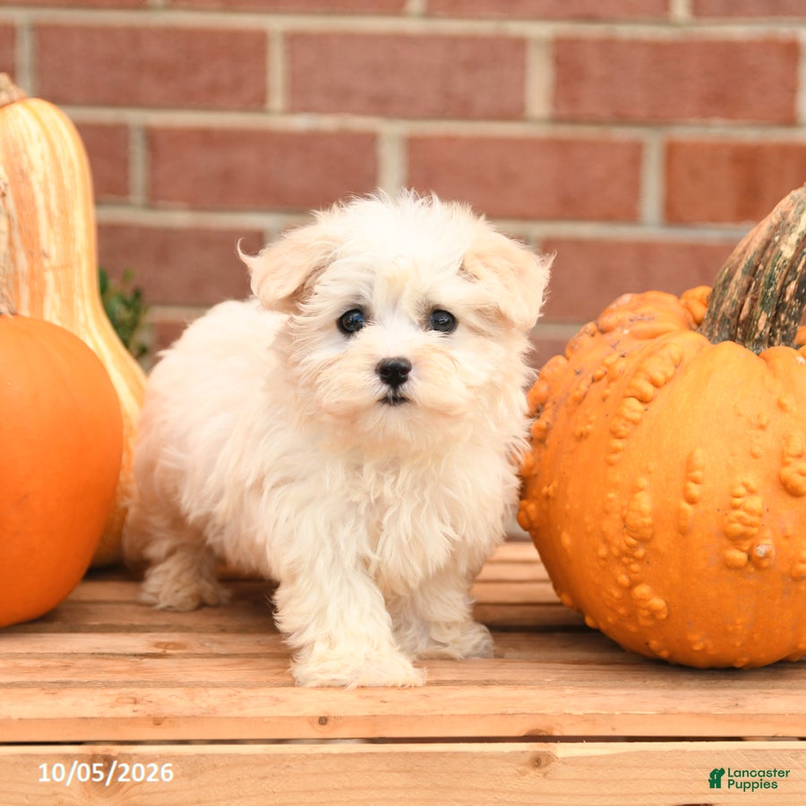 Maltipoo dogs Flora   - Ad 2