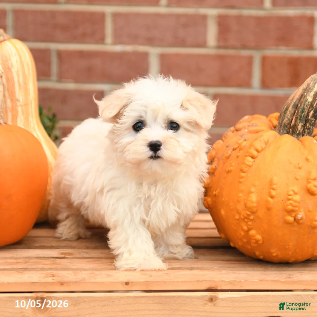 Maltipoo dogs for sale: Flora   - Ad 2