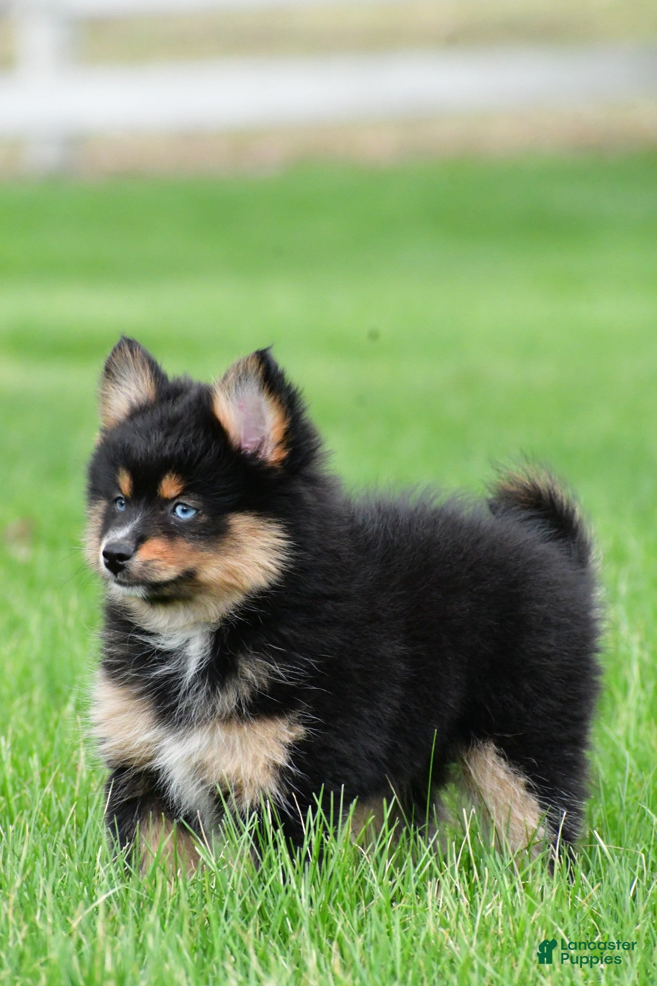 Pomsky dogs amellia - Ad 2