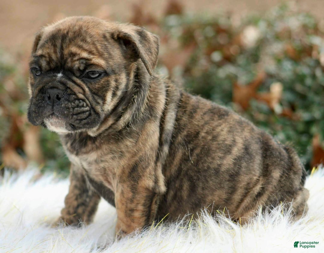 English Bulldog dogs for sale: English Bulldog Puppy 1 - Ad 2