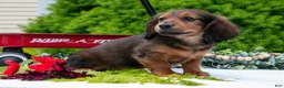 Miniature Dachshund dogs for sale: Diddle - Ad 3