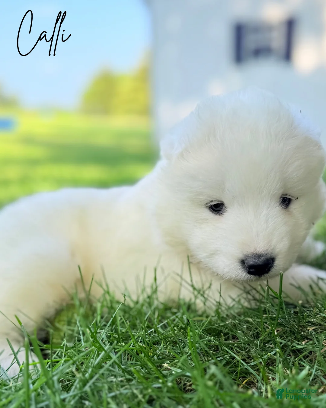 Samoyed dogs for sale: Calli - Ad 6