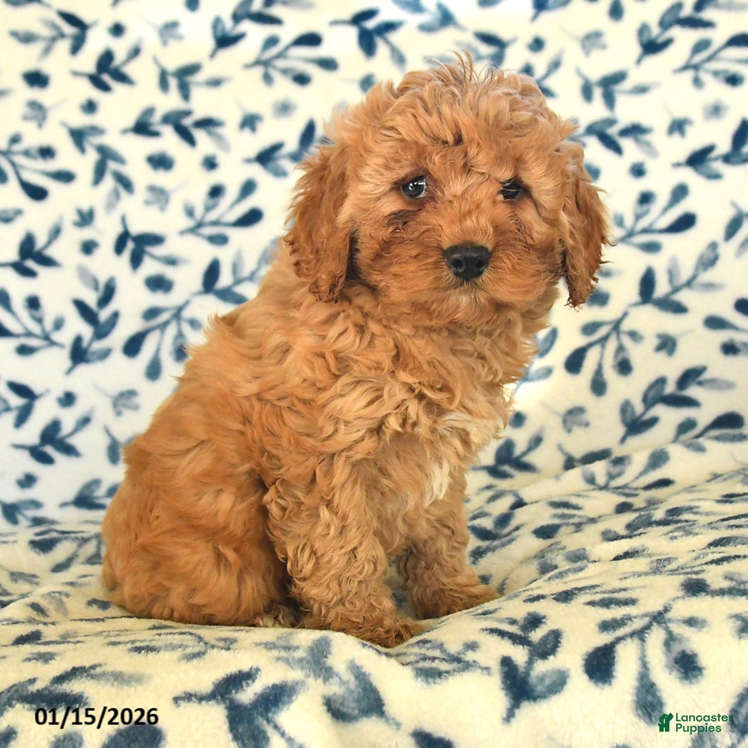 Cockapoo dogs for sale: Marlo - Ad 2
