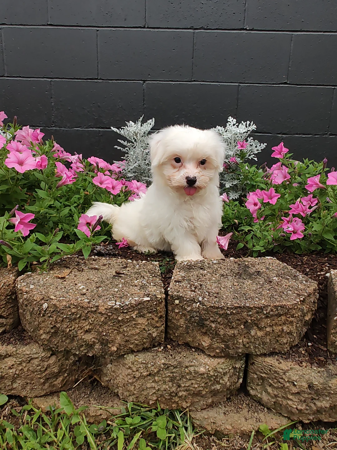 Maltese dogs for sale: Roxie - Ad 2