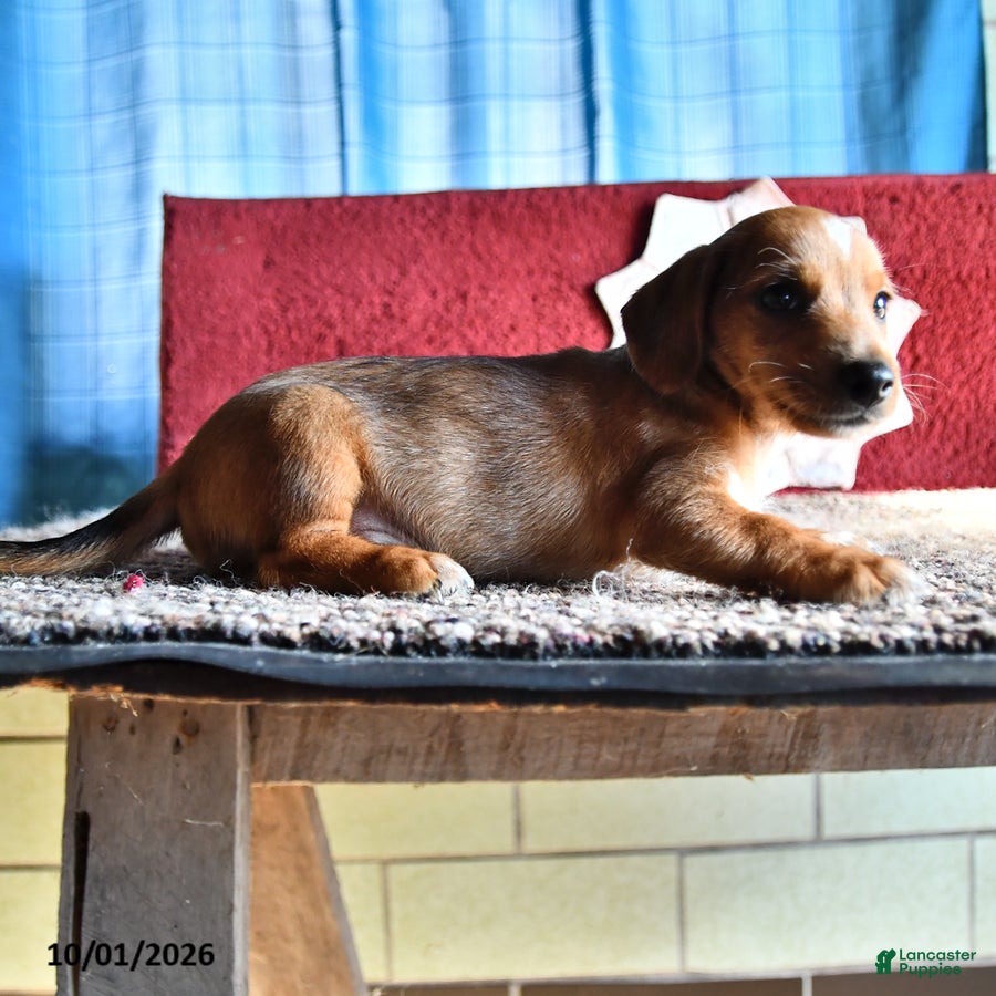 Mixed Breed dogs Jake - Ad 2