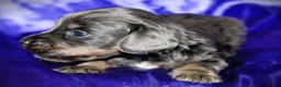 Dachshund dogs for sale: Helen - Ad 3