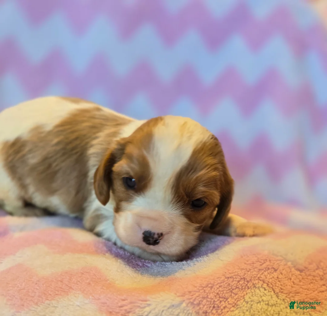 Cavalier King Charles Spaniel dogs for sale: Connor - Ad 2