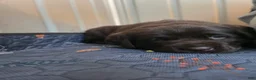 Labrador Retriever dogs for sale: Piper - Ad 2