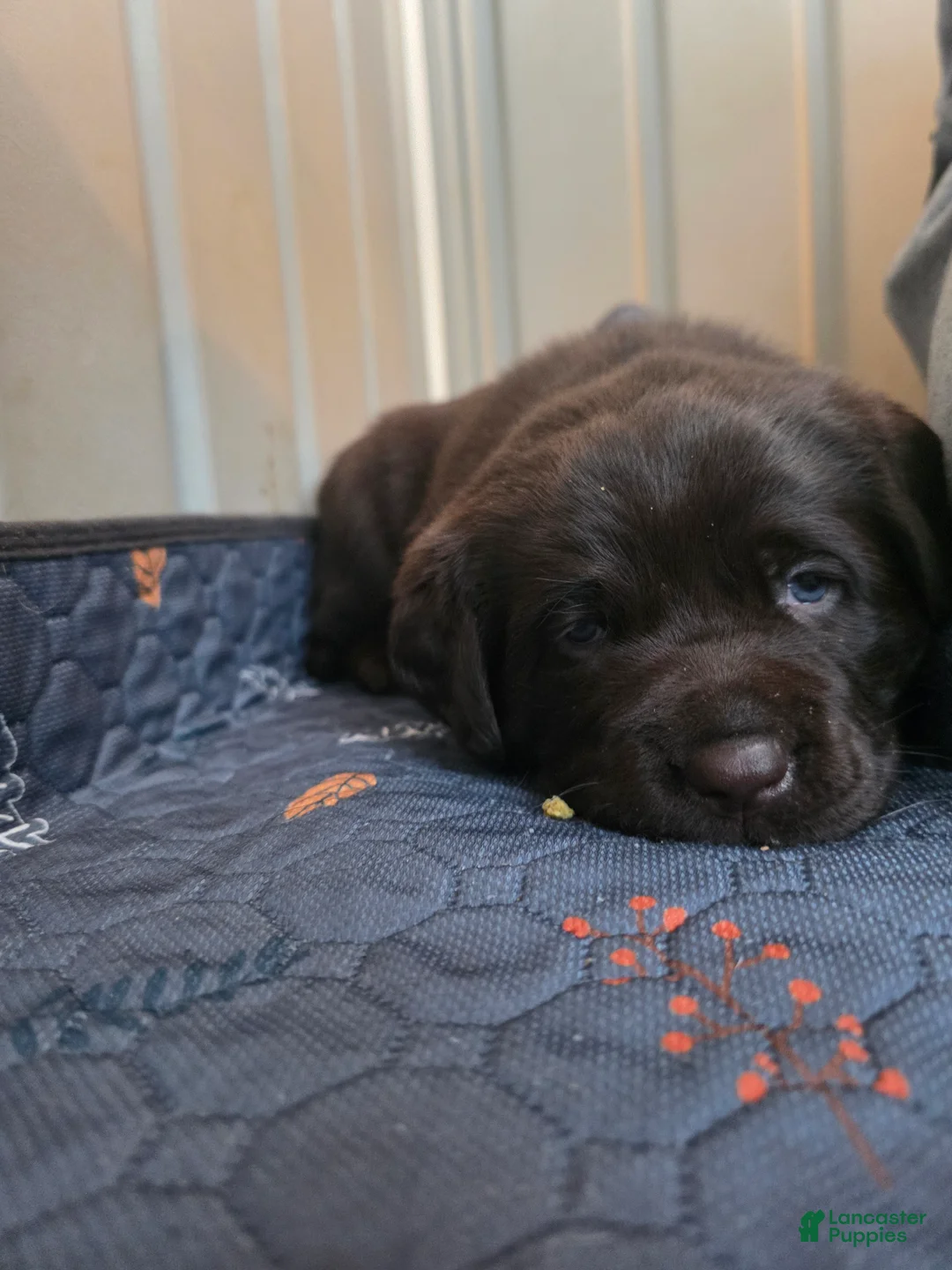 Labrador Retriever dogs for sale: Piper - Ad 2