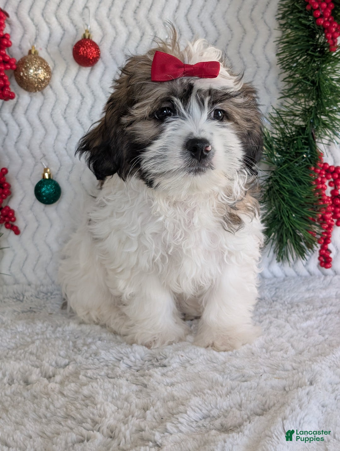 Teddy Bear dogs for sale: Jake - Ad 6