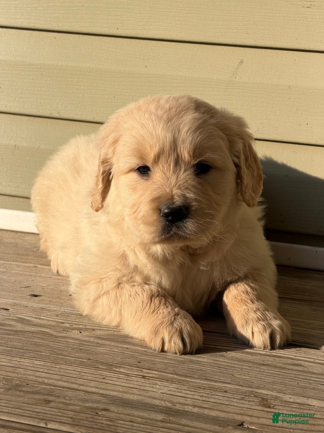 Golden Retriever dogs for sale: Nancy - Ad 2