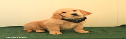 Golden Retriever dogs for sale: Walnut - Ad 7
