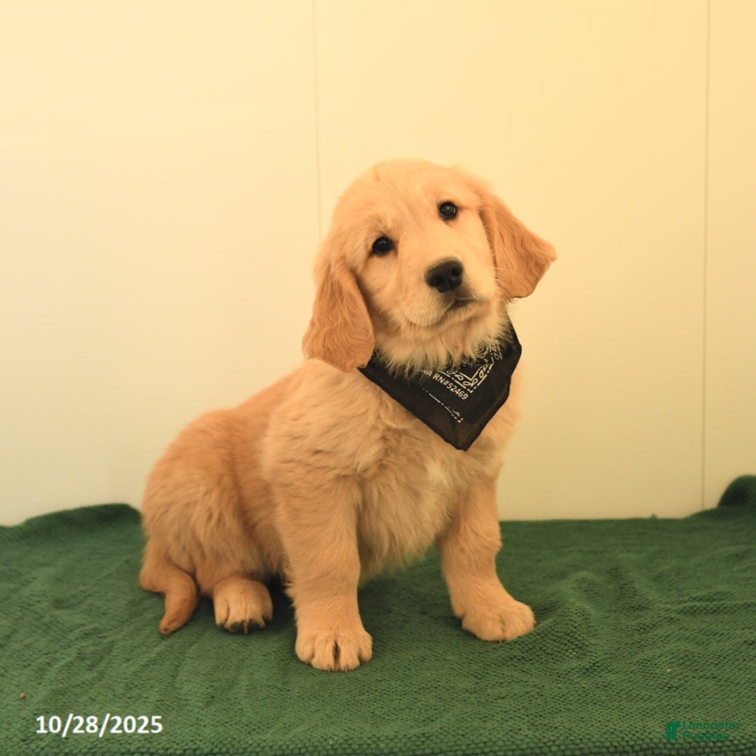 Golden Retriever dogs for sale: Walnut - Ad 7