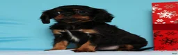 Cavalier King Charles Spaniel dogs for sale: Dasher - Ad 1