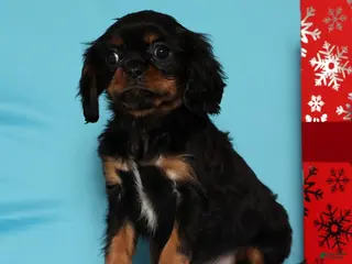 Cavalier King Charles Spaniel dogs Dasher - Ad 6