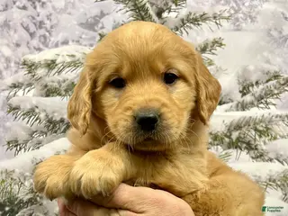Golden Retriever dogs Clifford - Ad 8