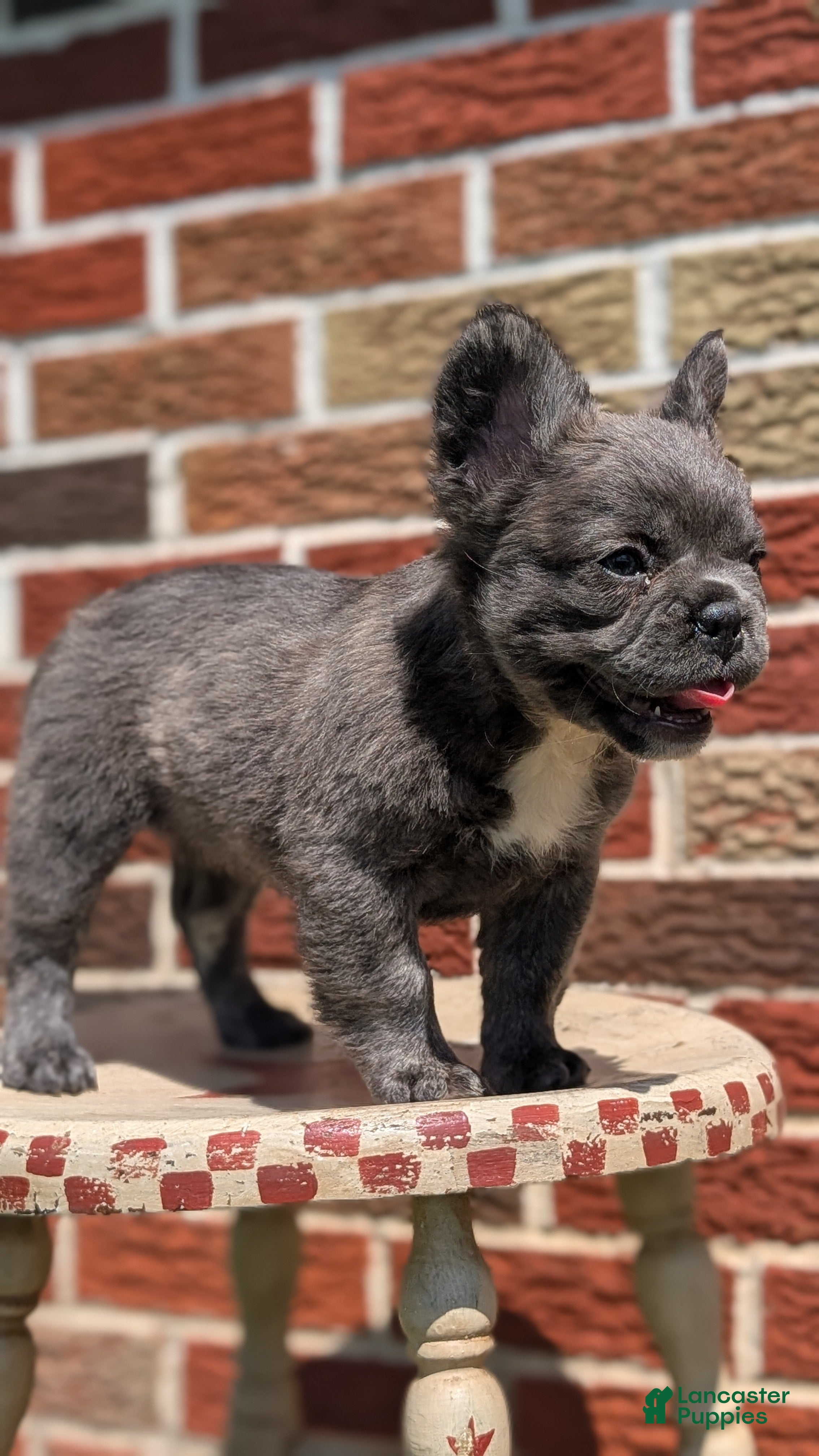 French Bulldog dogs Elle - Ad 2