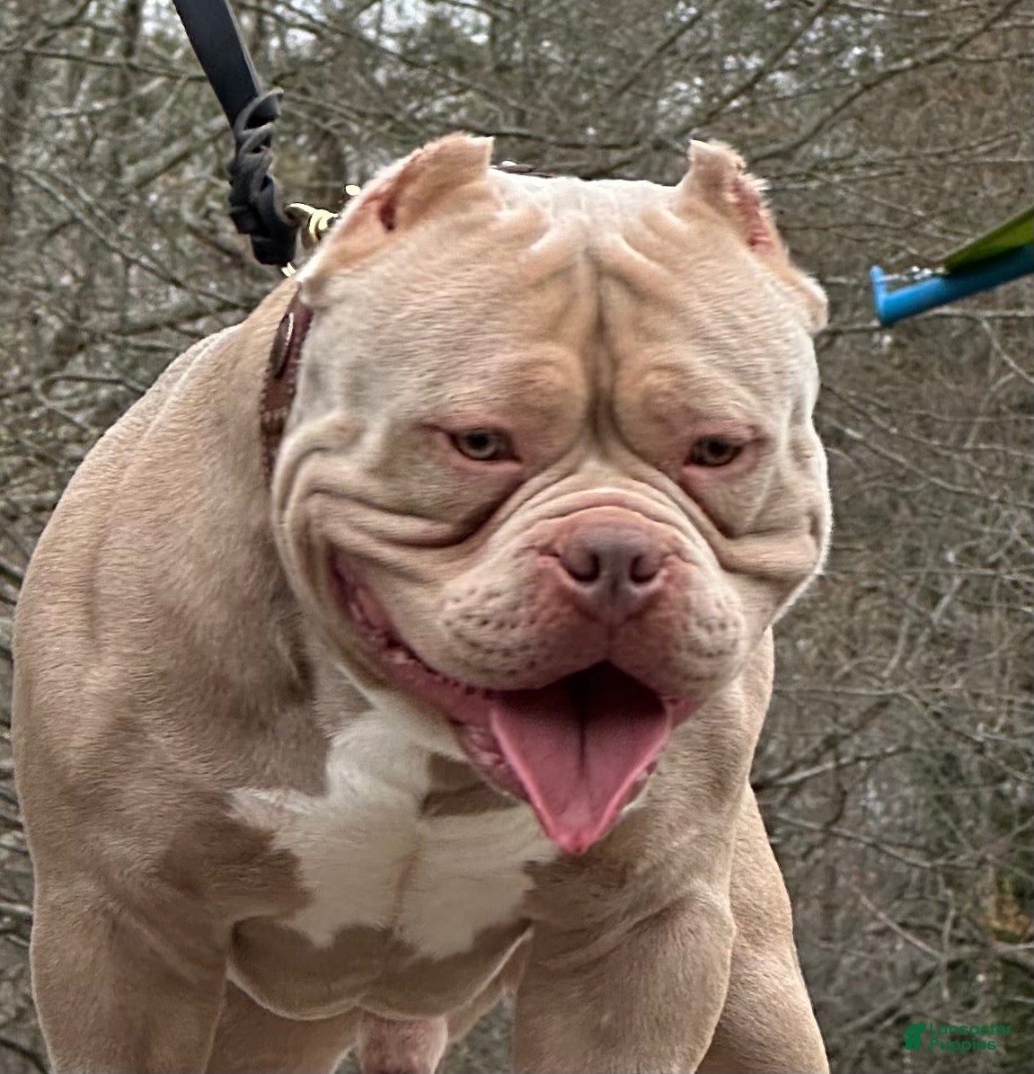 American Bully dogs Bastian’s Megalodon (Phoking Colossal Son) - Ad 2