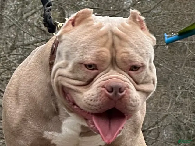 American Bully dogs for stud: Bastian’s Megalodon (Phoking Colossal Son) - Ad 2