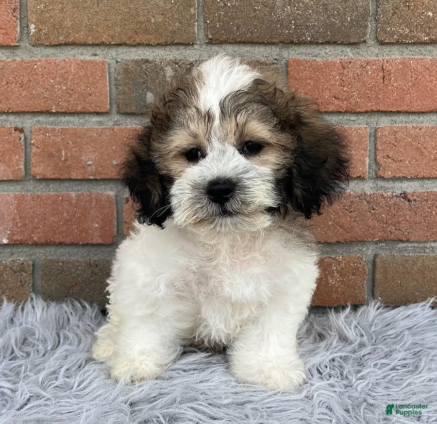 Teddy Bear dogs JoJo - Ad 1