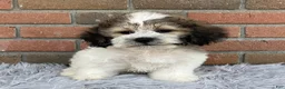 Teddy Bear dogs for sale: JoJo - Ad 1