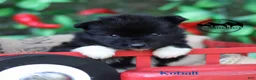 Nenets Herding Laika dogs for sale: Nenets Herding Laika 1 - Ad 5