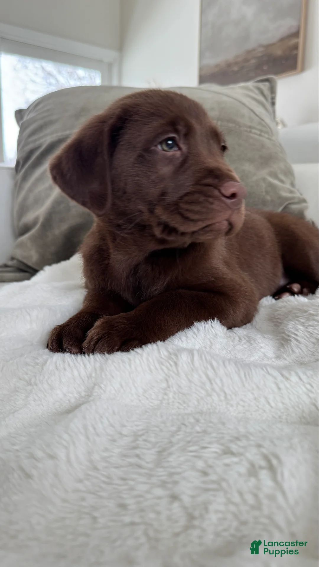 Labrador Retriever dogs for sale: Mocha - Ad 3