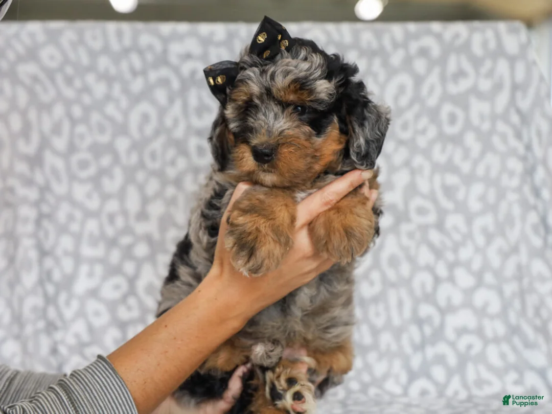 Mini Bernedoodle dogs for sale: Donovan - Ad 4