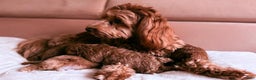 Cavapoo dogs for sale: Jamie - Ad 6