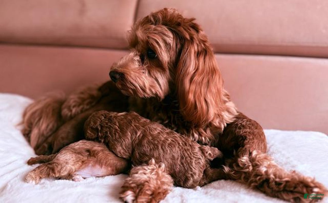 Cavapoo dogs for sale: Jamie - Ad 6