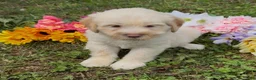 Mini Goldendoodle dogs for sale: Spruce  - Ad 1