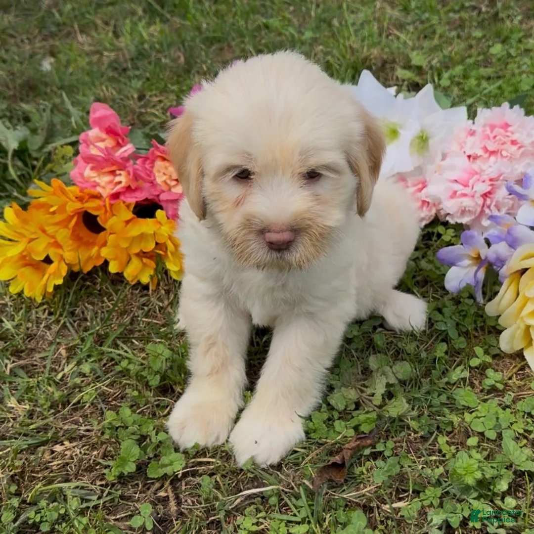 Mini Goldendoodle dogs for sale: Spruce  - Ad 1