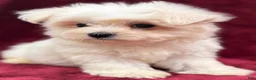 Maltese dogs for sale: Dakota  - Ad 2