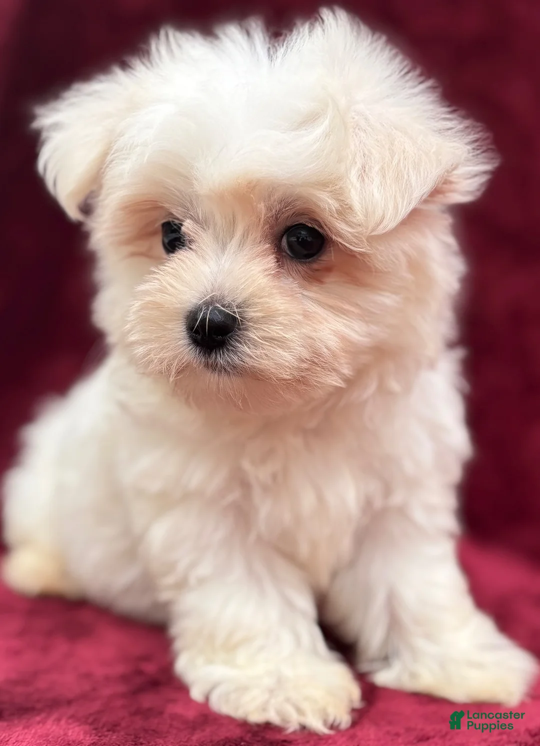 Maltese dogs for sale: Dakota  - Ad 2