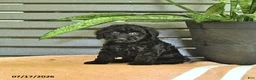 Miniature Poodle dogs for sale: Carissa - Ad 3