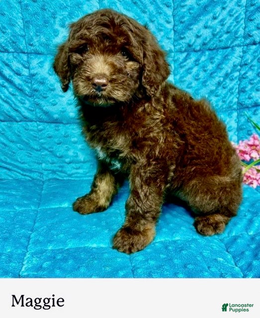 Mini Aussiedoodle dogs Maggie - Ad 39