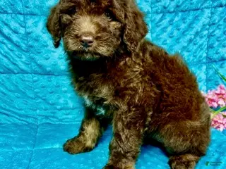 Mini Aussiedoodle dogs Maggie - Ad 39