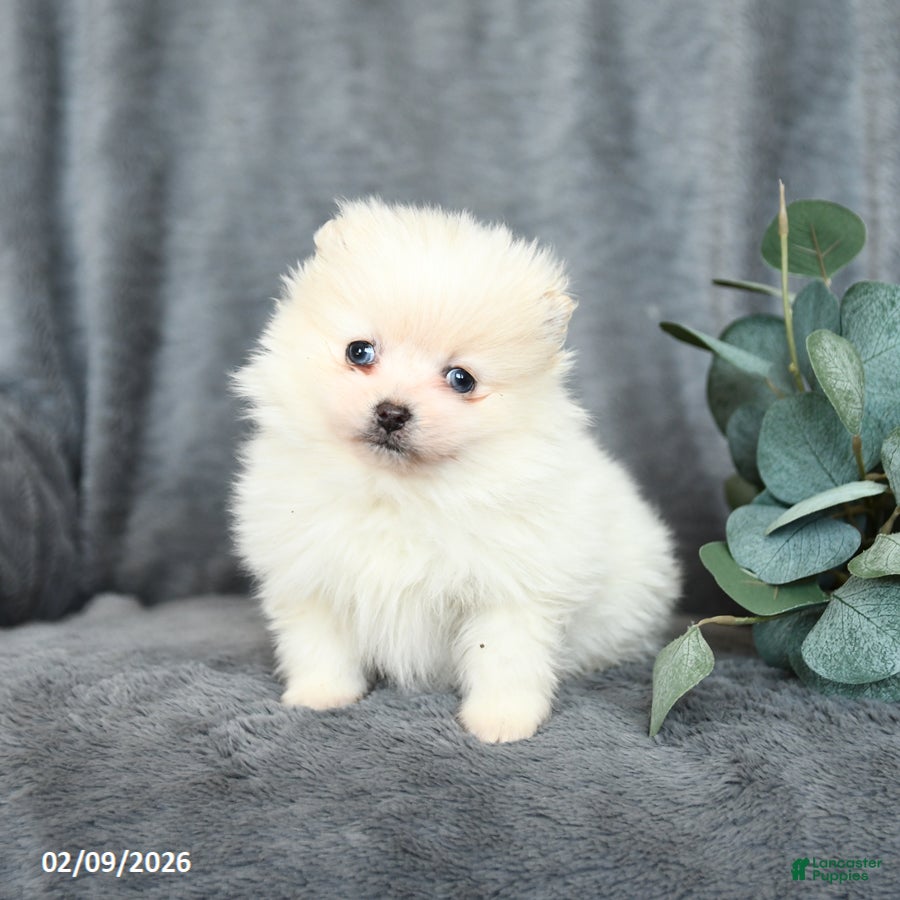 Pomeranian dogs Snowball - Ad 39