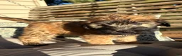 Soft Coated Wheaten Terrier dogs for sale: Cinnamon  - Ad 3