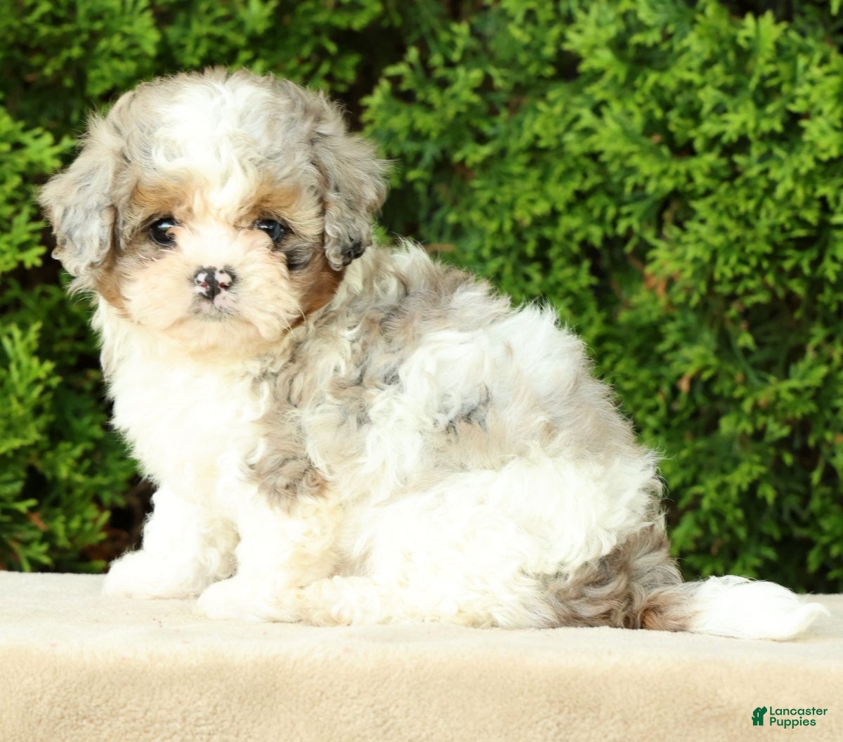 Mixed Breed dogs for sale: Beau - Ad 5