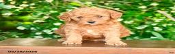 Miniature Poodle dogs for sale: Parker - Ad 4