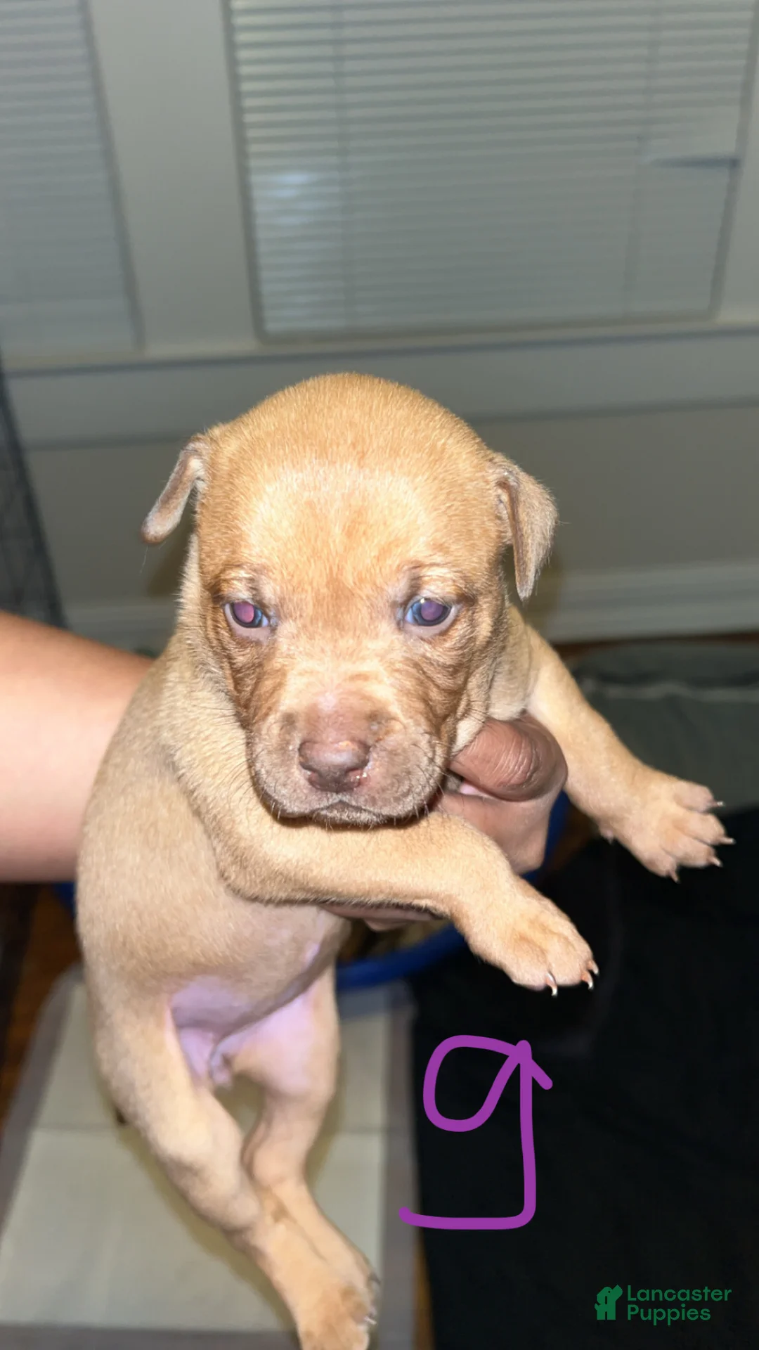 Mixed Breed dogs for sale: Mixed Breed Puppy 3 - Ad 1