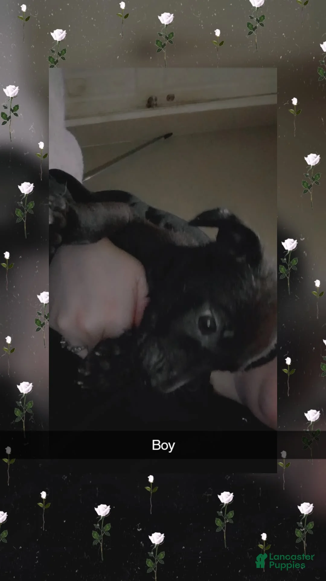 Pitsky dogs for sale: Pitsky Puppy 3 - Ad 1